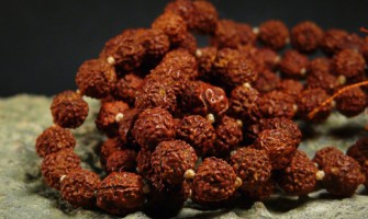 About Rudraksha