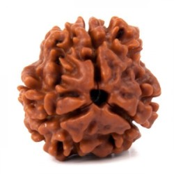 3 Mukhi Rudraksha 