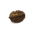 2-Mukhi Rudraksha