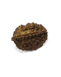 2-Mukhi Rudraksha