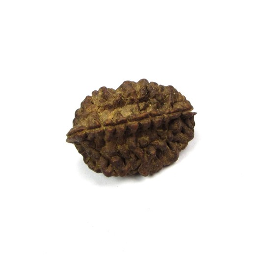 2 Mukhi Rudraksha 