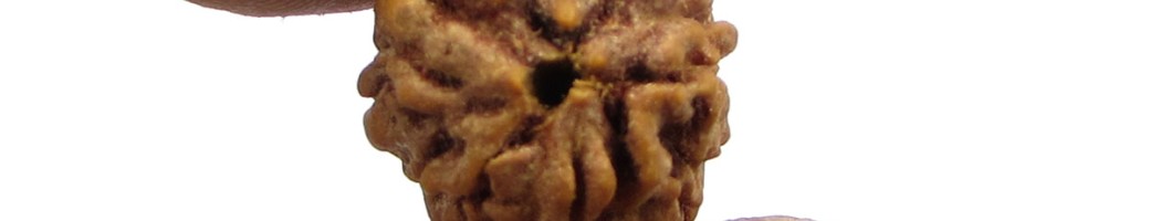 3-Mukhi Rudraksha