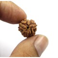 3-Mukhi Rudraksha