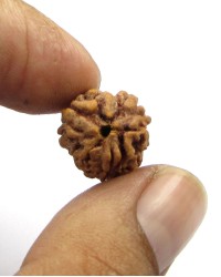 3-Mukhi Rudraksha