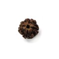 4-Mukhi Rudraksha