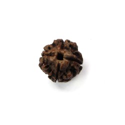 4 Mukhi Rudraksha 