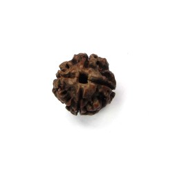 4 Mukhi Rudraksha 