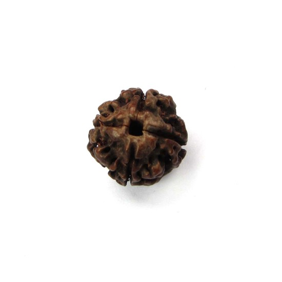 4 Mukhi Rudraksha 