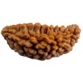 1-Mukhi Rudraksha